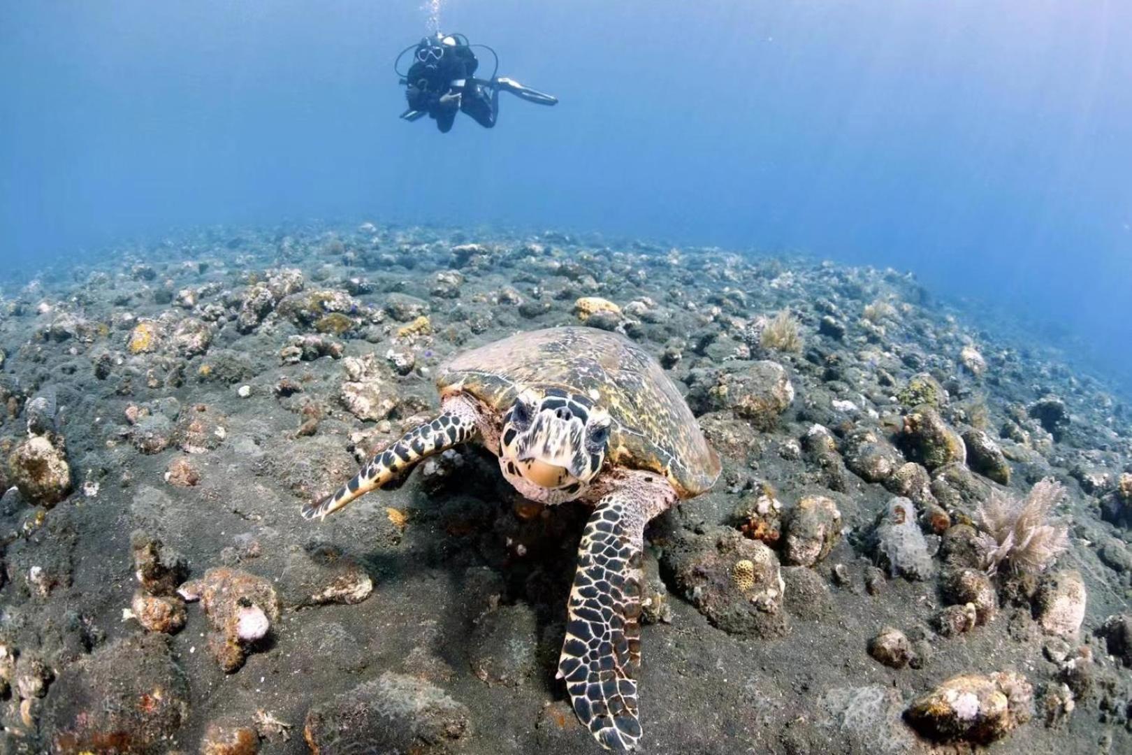 Villa Alba Bali Dive Resort Tulamben Buitenkant foto